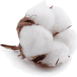 Cotton (Phutti)