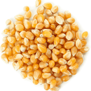 Maize (Corn)