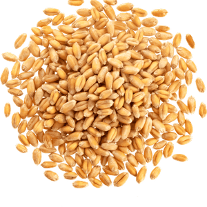 Wheat