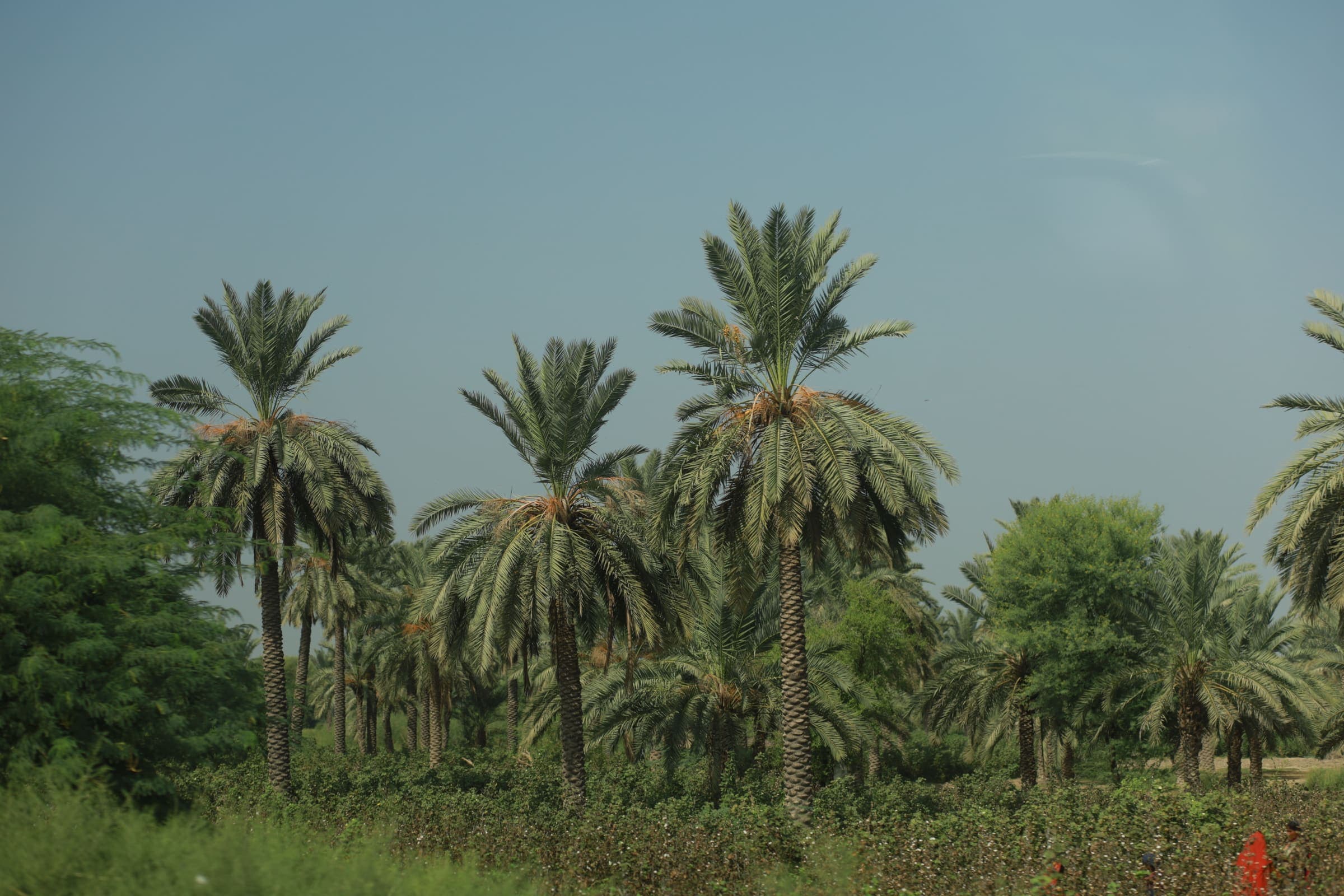 Farmland in Pakistan