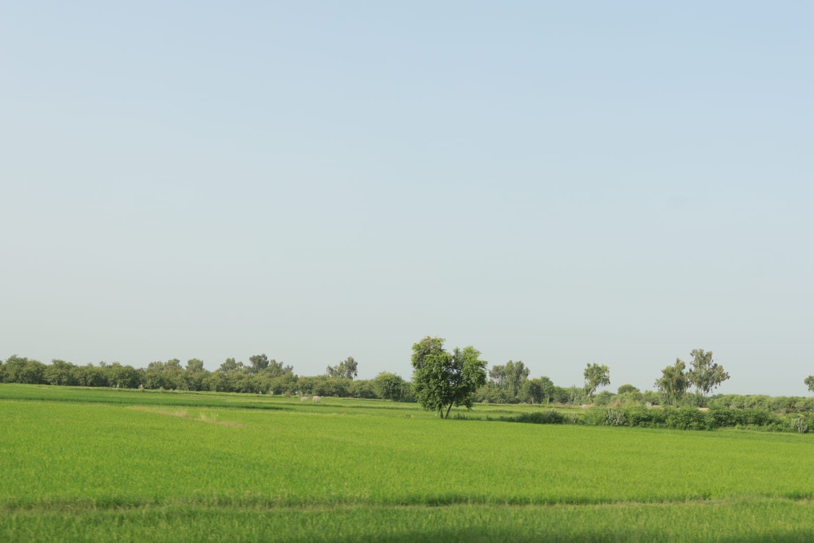 Green agricultural fields
