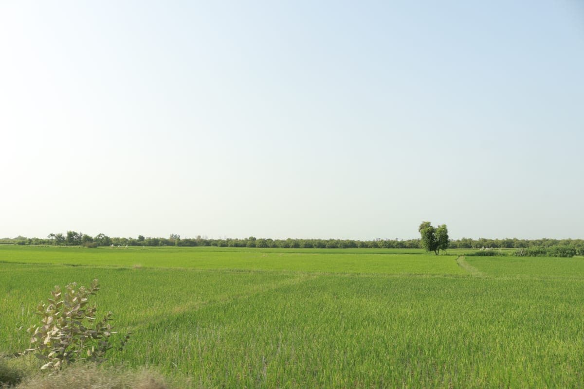 An open rice field along the way