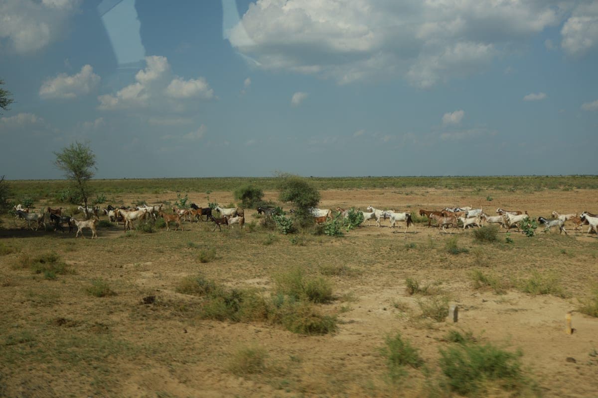 A herd of goats crossing open pastureland