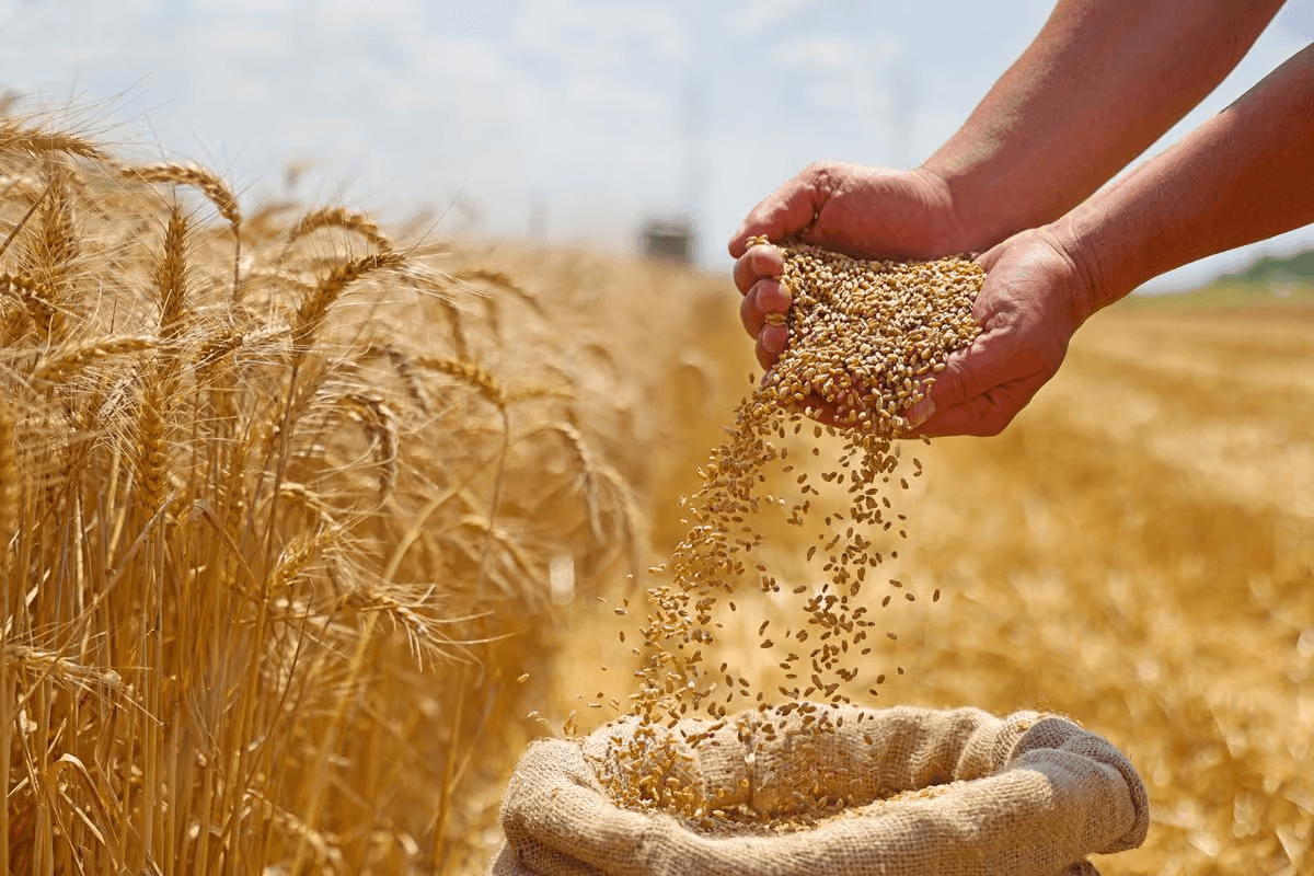 Shortfall Promises, Long-Term Delays: Pakistan’s Wheat Market Crisis
