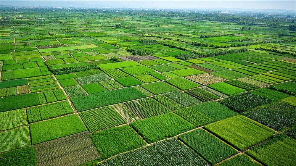 Green agricultural fields