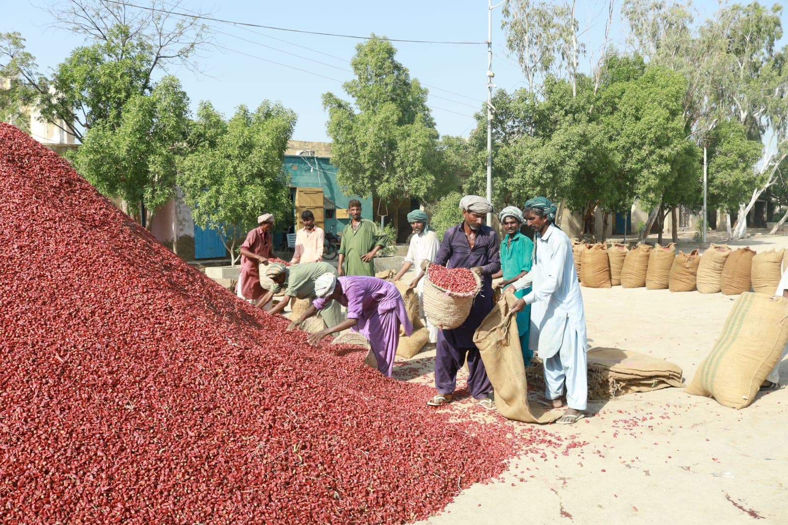 Fresh harvest arriving at a Pakistani mandi